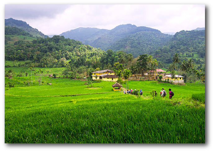 image of seperating paddy in a paddy field